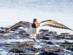 Austerfischer_Borkum_IMG_2957.jpg