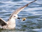 Moewe_Borkum_IMG_5842.jpg